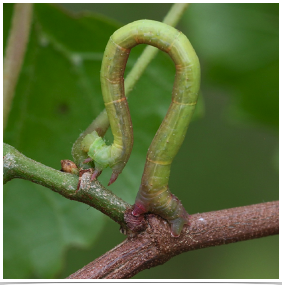 Eulithis diversilineata
Lesser Grapevine Looper
Bibb County, Alabama